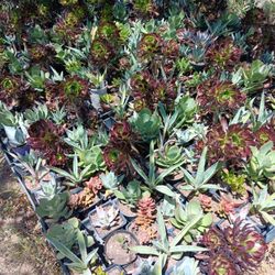 Succulent Spring Sale!! 4" Pots BIG Plants 75 Cents!!!