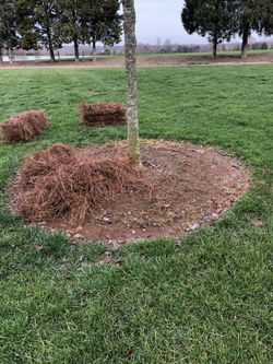 Pine needless