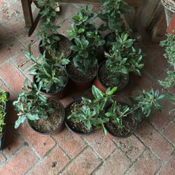 California Native Toyon Plants 1g All Shown For $20
