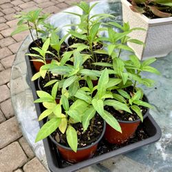 Milkweed In Cup Size Containers, Starter Plant-$2 Each 