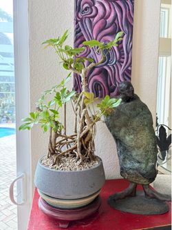 Hawaii umbrella bonsai