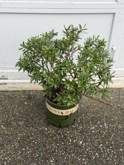 Blooming All Summer Eternal Fragrance Daphne