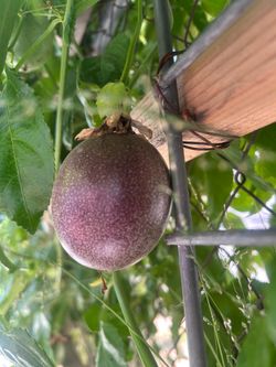 Purple passion fruit