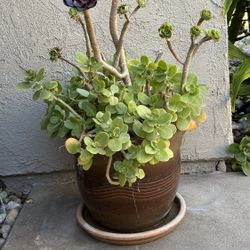 Potted Plant