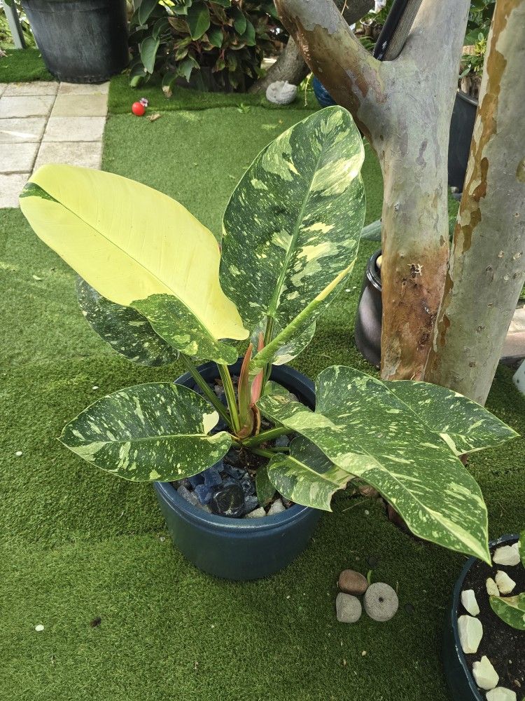 Green Congo Nuclear.