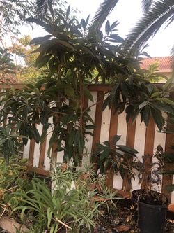 Árbol de Níspero