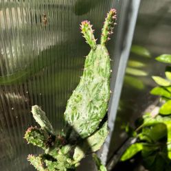 Variegated Opuntia Cactus 