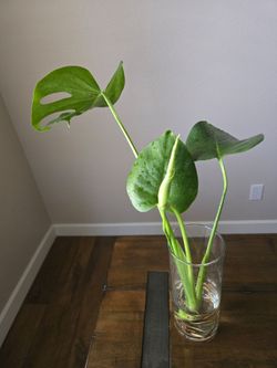 Live  Plant Monstera 🌿