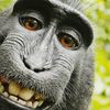 Monkey Banana
