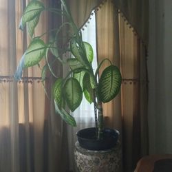 Tall Indoor Plant 