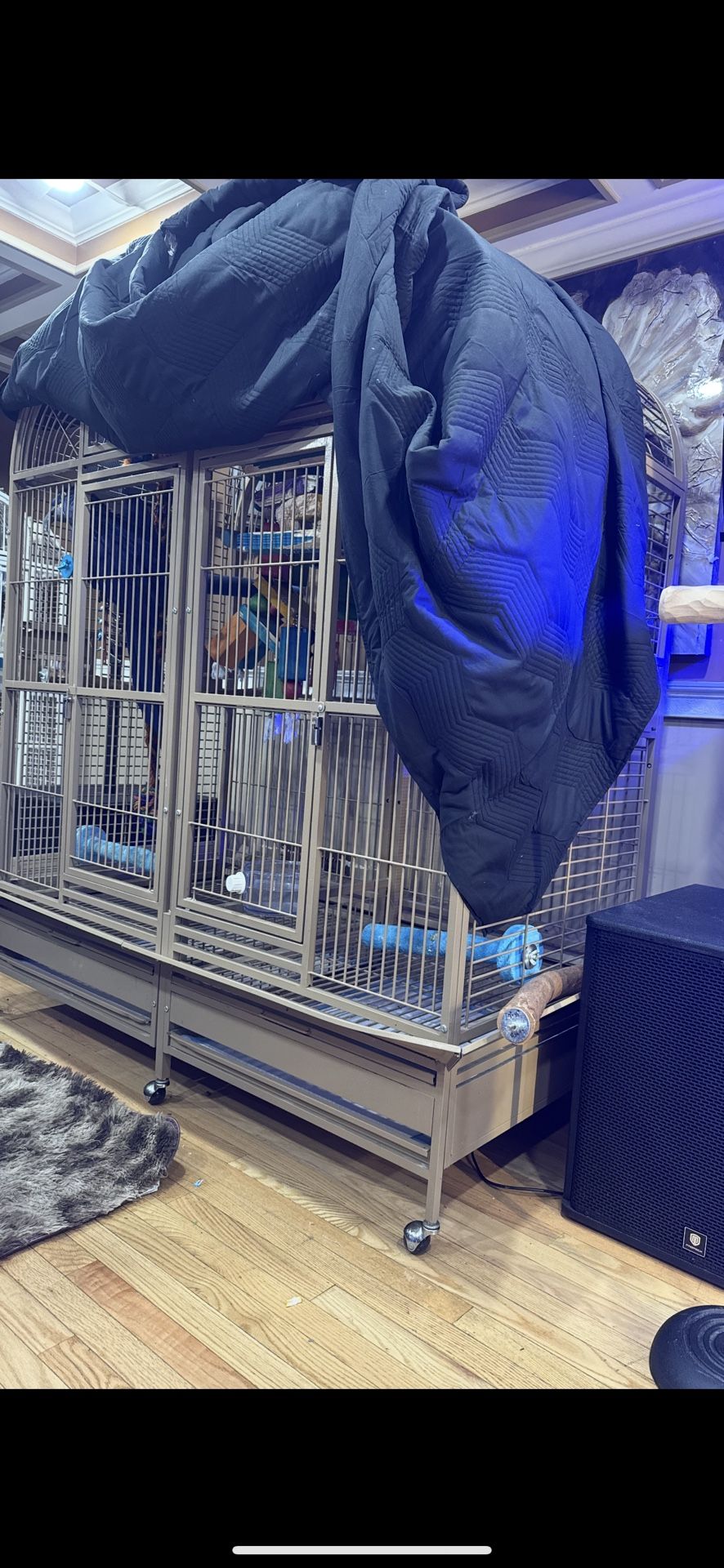 I Have Three Cage 