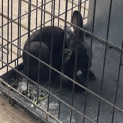 Black/Brown Fair Bunny 