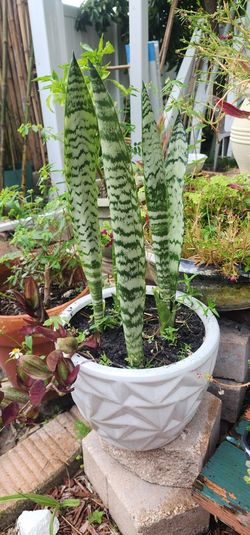 Snake Plants In Ceramic 9 And 7 In Pot.. Ready For House 