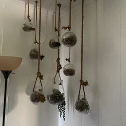 Glass Globe Hanging Terrarium 