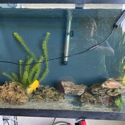 55 Gallon Tank +10 Gallon And Fry Box