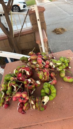 Guamuchiles