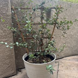 Potted Jasmine 
