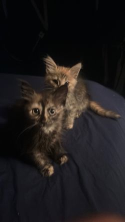 FREE CATS