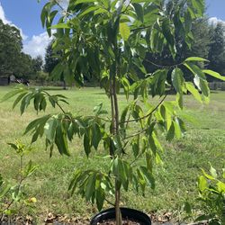 White Champaca Flower( Michelia Alba) Tree With Flower (7-8 Ft Tall)15 Galon Pot