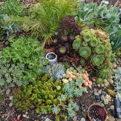 Succulent Plant Cuttings