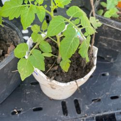 3 Inch Tomato  & Basil Plant Starters 
