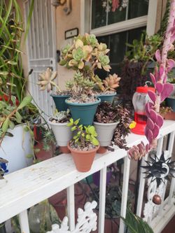 Suculentas