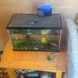 Fish Tank With Fish