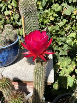 Saguaro Cactus Plant Pot Thumbnail