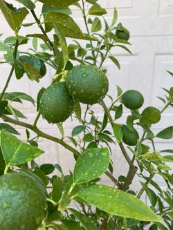 Meyer lemon Tree with Fruit