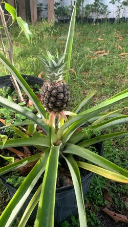 Live Pineapple Plant in Pot