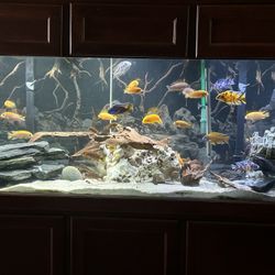 150 Gallon Aquarium With Stand