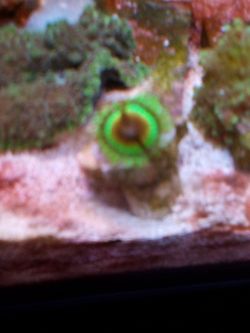 Bloodshot zoa