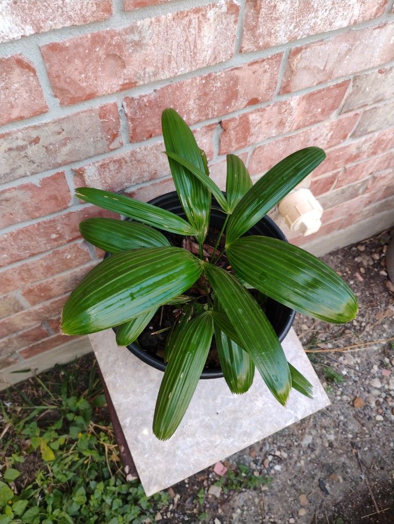 Rapis Palm Plant 