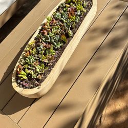 Succulent Pot