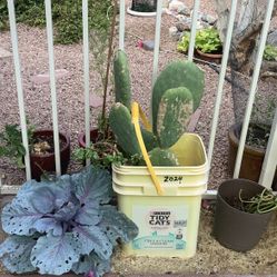 2 Prickly Pear Cactus, & 1 Sedum   Plants Plant
