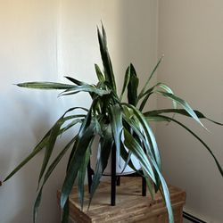 Snake plant In Elevated Pot Stand 
