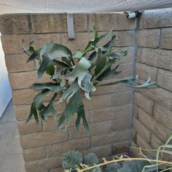 Staghorn