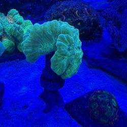 Fake Coral Bright Green Kryptonite Trumpet Colony 