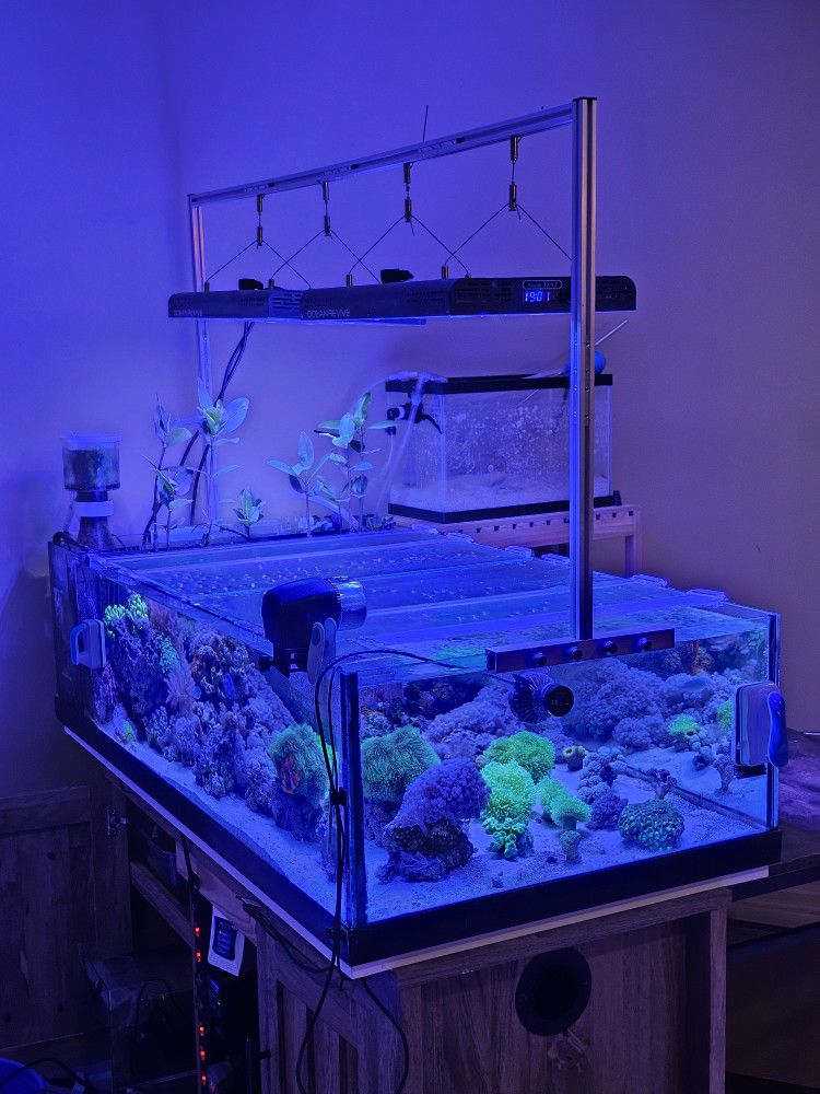 Reef Tank Aquarium Fish Tank