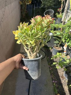 Succulents Plants 