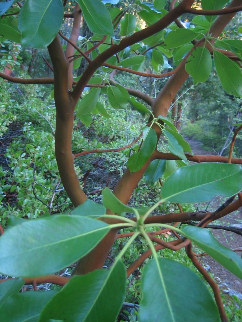 Young Trees for Sale in Port Orchard, WA OfferUp