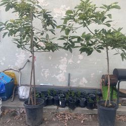 Avocado Plant 2 Total 