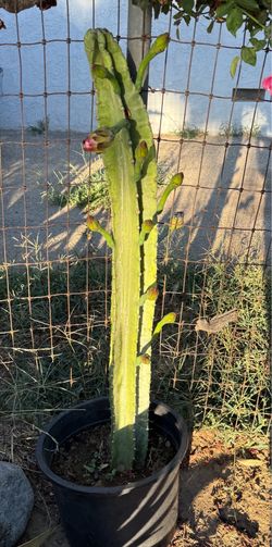 Peruvian Apple Cactus (Cereus repandus) – Large Mature Cactus