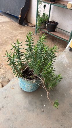 Jade plant