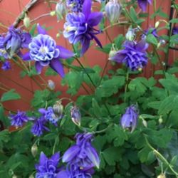 Aquilegia Pink And Purple Perennial Plants Attract Hummingbirds. Please See All Pics. Every Year The Bush Becomes Bigger.
