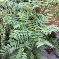 Chinese Toona Tree(Toona sinensis)