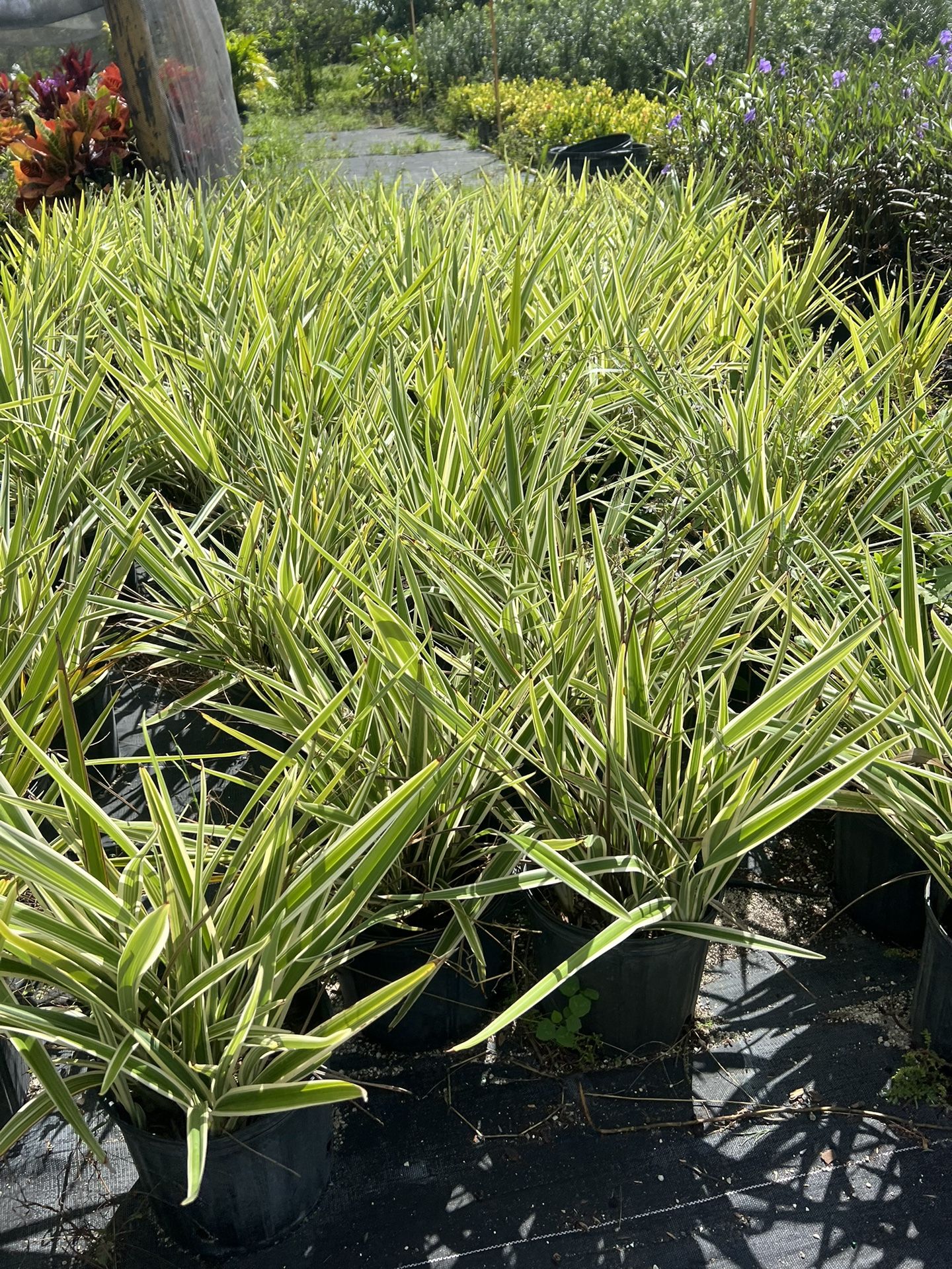 Plantas. 3 Gl
