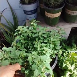 Oregano 