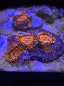 Fake valentine day massacre zoanthid