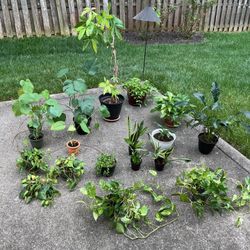 Multiple houseplants for sale